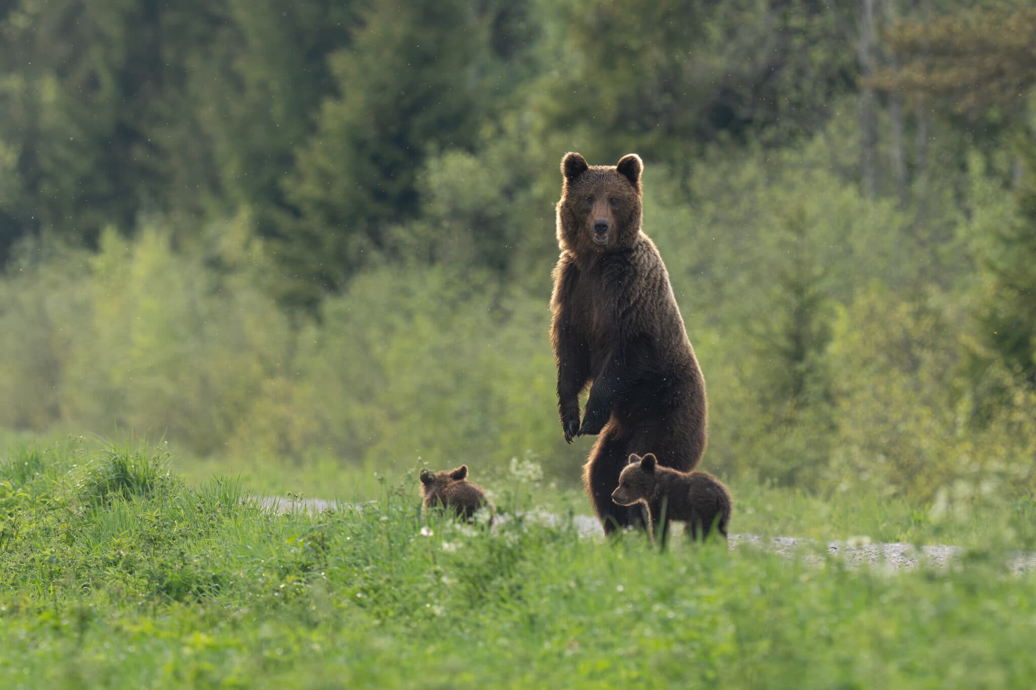 Brown bear with cubs in a green field
