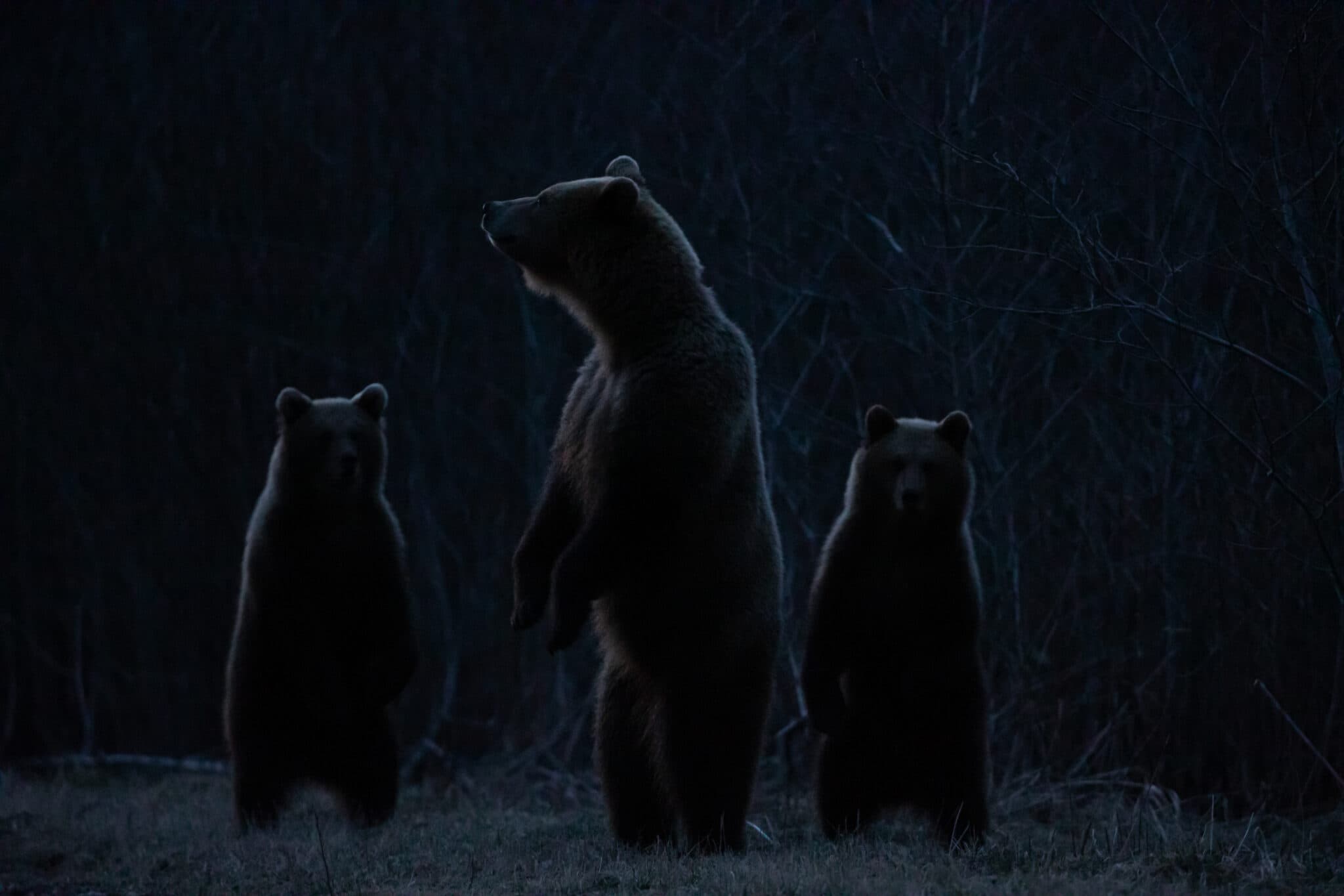 Brown bear and cubs in the blue twilight forest
