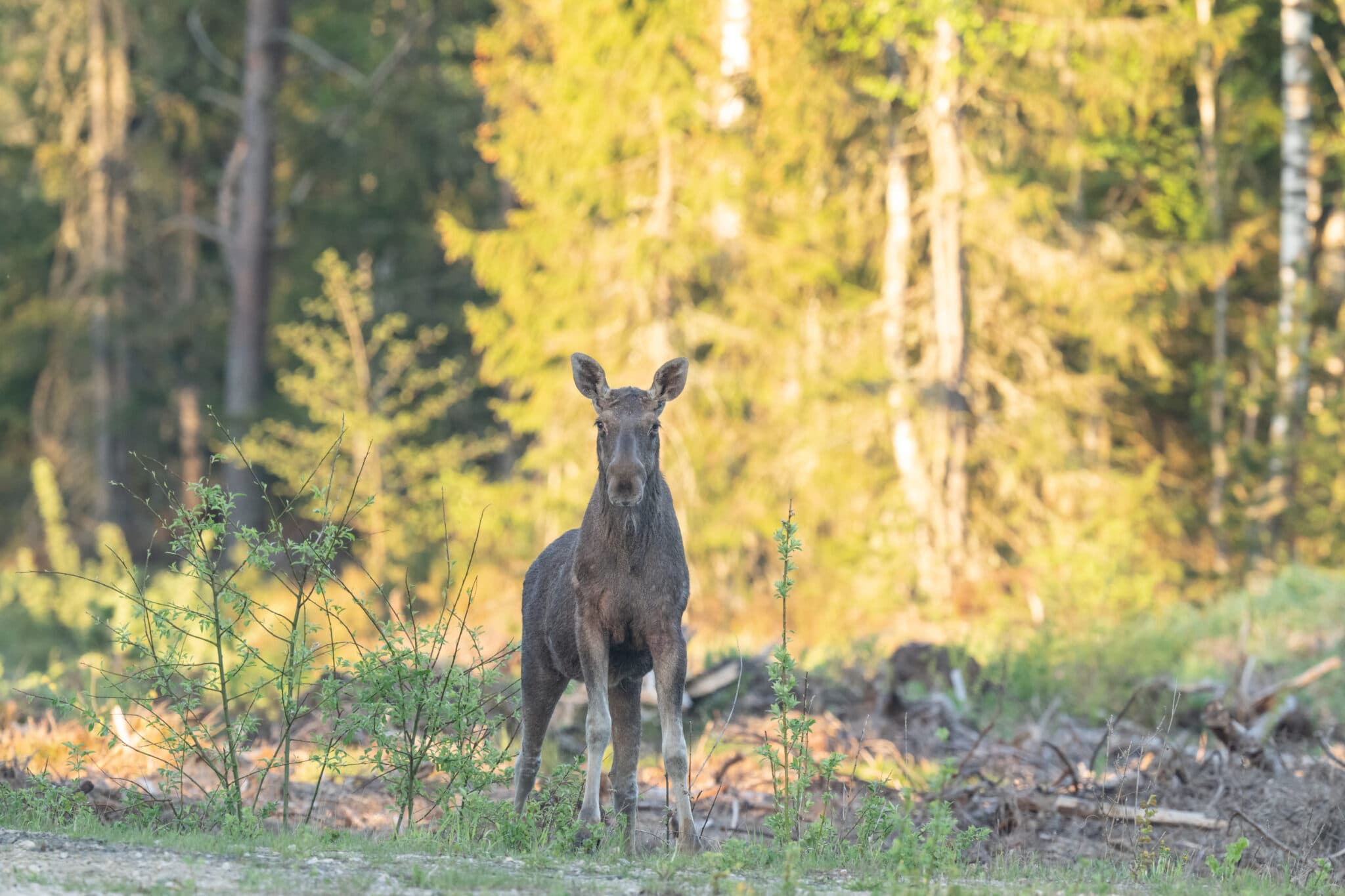 Moose standing at the edge of the forest in evening light