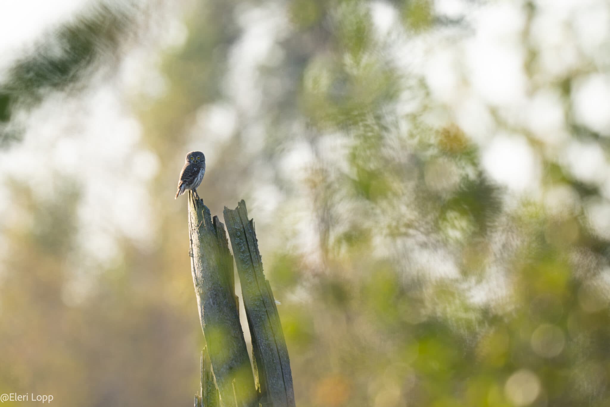 Small owl perched on a weathered tree stump