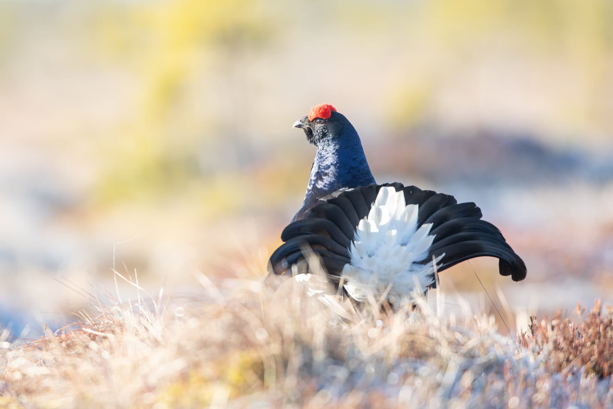 Black grouse in bright spring light on the bog