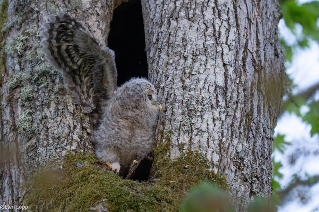 Ural Owl in Estonia @elerilopp