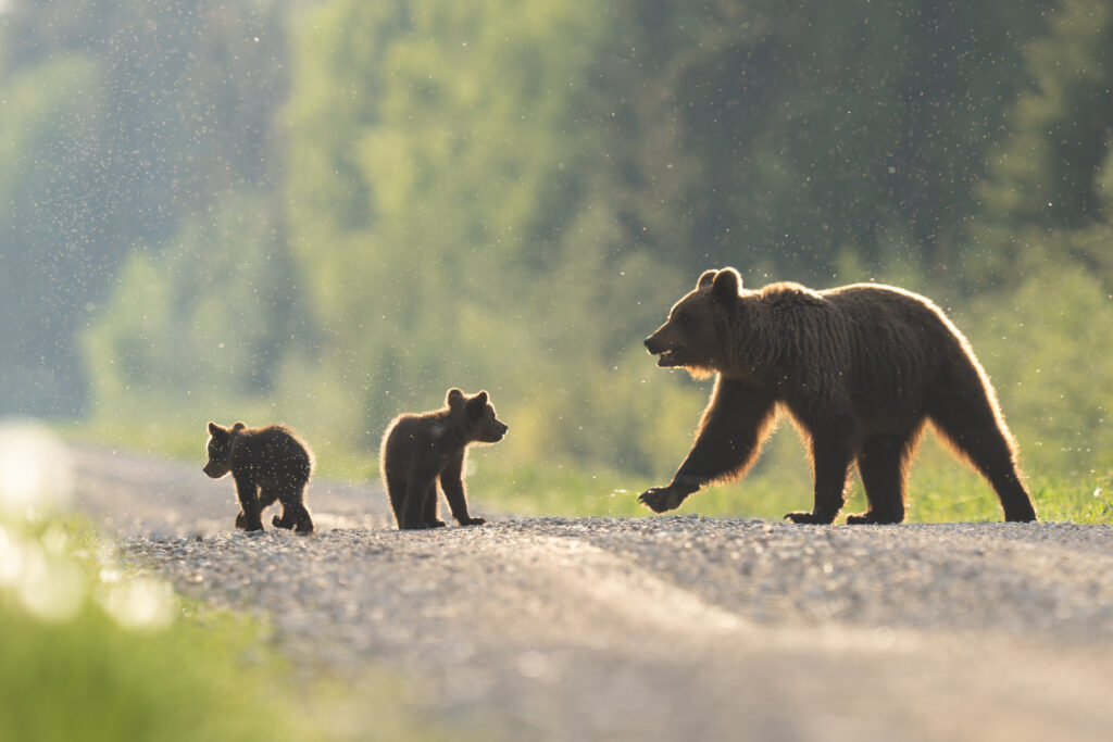 Brown Bears in Estonia @elerilopp