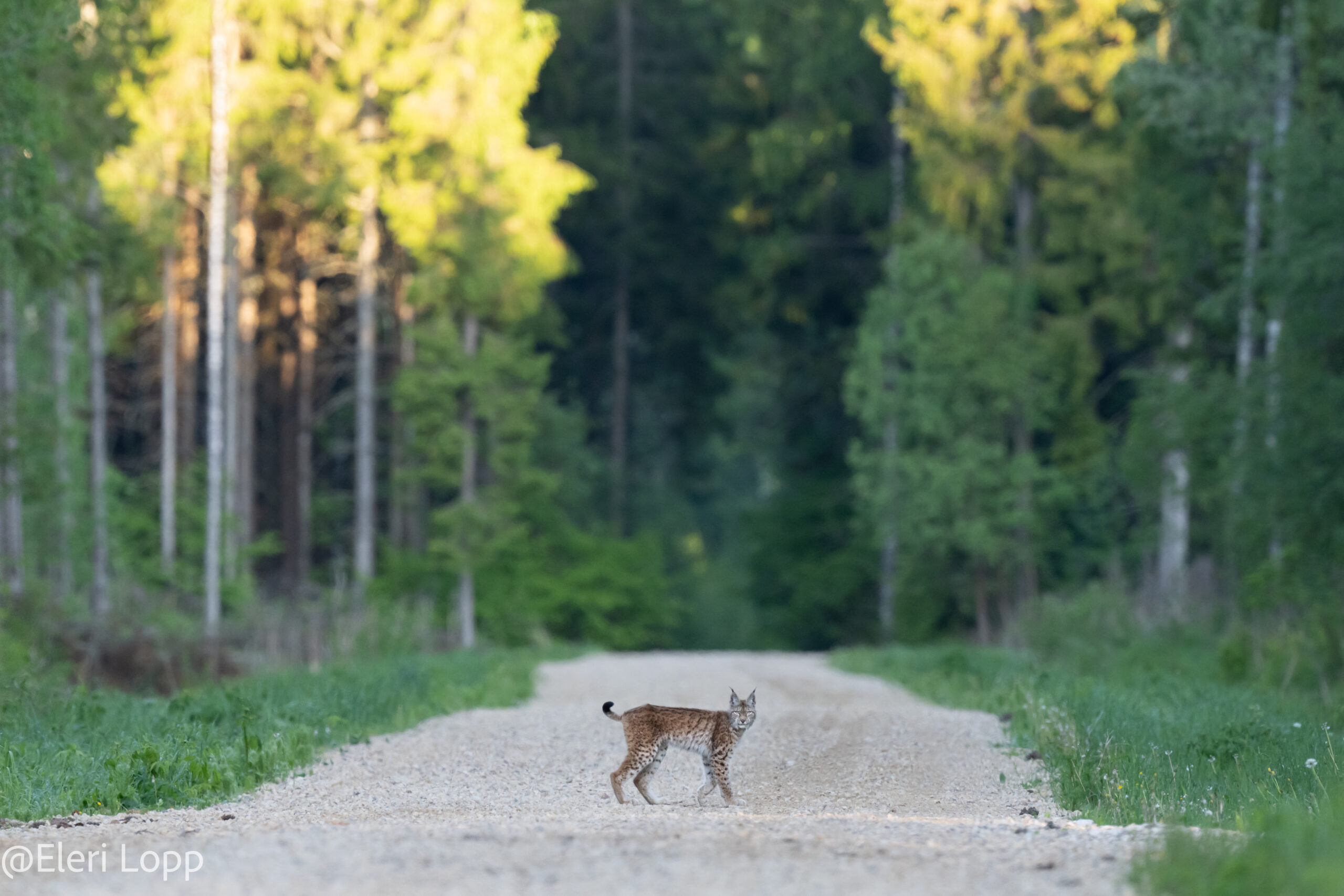 Ilves Lynx Lynx